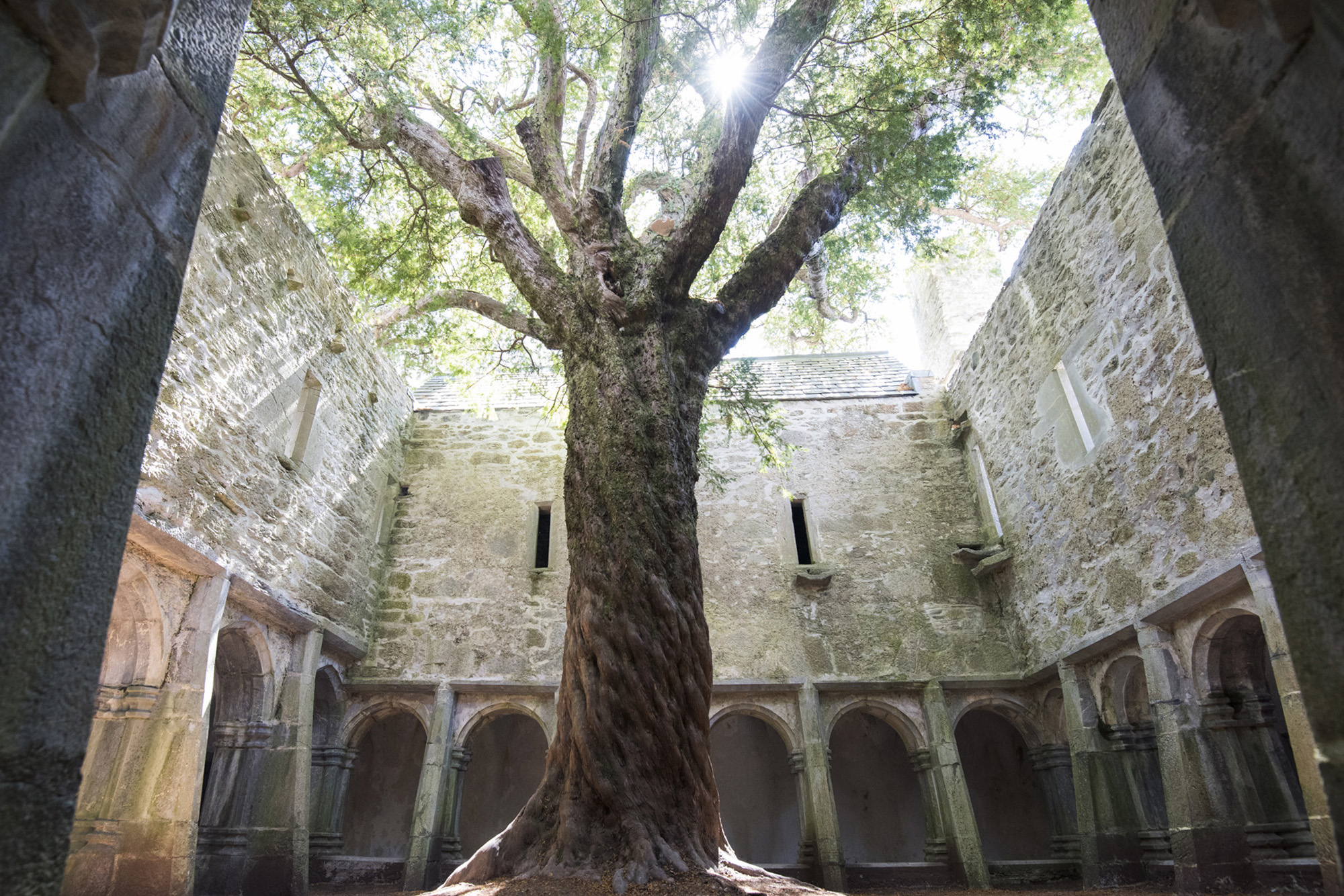 Muckross abbey, County Kerry